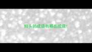 鲜头的成语有哪些成语