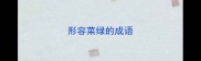 形容菜绿的成语