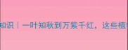 数字植物的成语冷知识一叶知秋到万紫千红这些植物学梗你听过几个