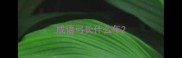 成语弓长什么年