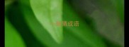 小蝇猜成语