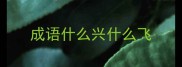 成语什么兴什么飞