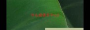 什么成语关于心