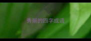 秀丽的四字成语