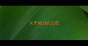 关于努力的成语