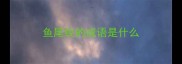 鱼尾纹的成语是什么