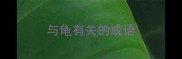与龟有关的成语