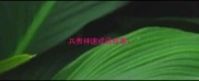 兵贵神速成语故事