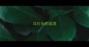 鸟打头的成语