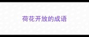 荷花开放的成语