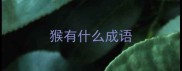 猴有什么成语