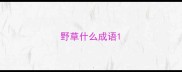 野草什么成语