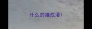什么的猫成语