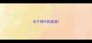 关于荷叶的成语