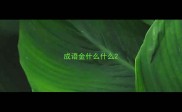 成语金什么什么