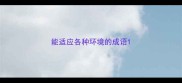 能适应各种环境的成语