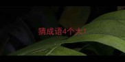 猜成语4个大