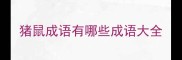 猪鼠成语有哪些成语大全