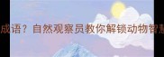 黄鼠狼觅食打一成语自然观察员教你解锁动物智慧中的伺机而动