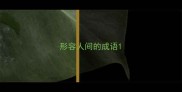 形容人间的成语